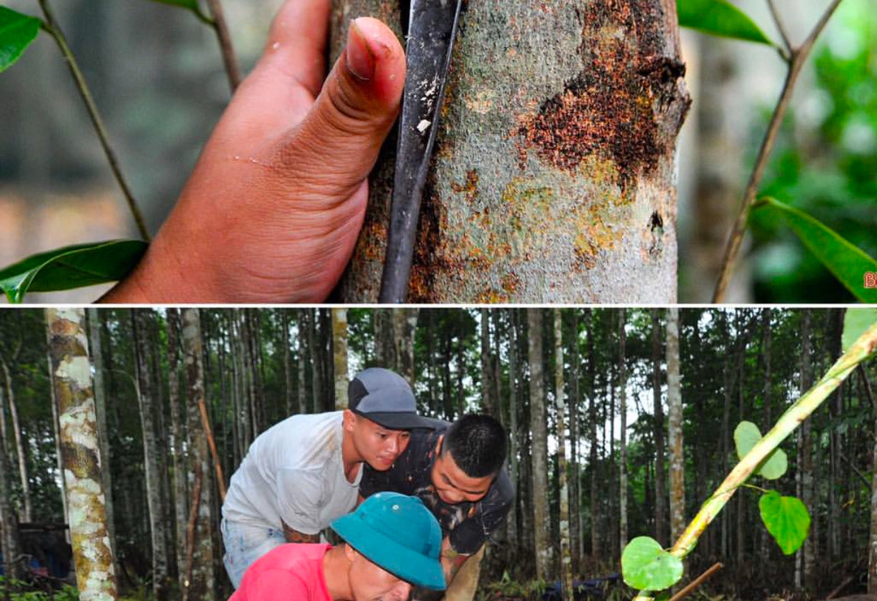 5 g of flat Vietnam 🇻🇳 Oud super grade